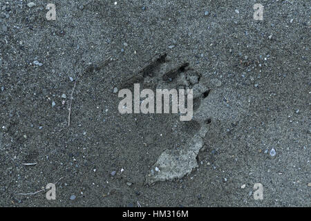 Footprints of Brown Bear in riverside mud, Aoos valley, north Greece. Stock Photo