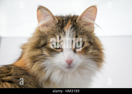 Portrait view of a tortoiseshell longhaired cat Stock Photo