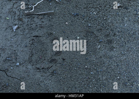 Footprints of Brown Bear in riverside mud, Aoos valley, north Greece. Stock Photo