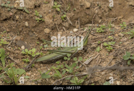 Nosed grasshopper, Acrida ungarica on grass, North Greece Stock Photo