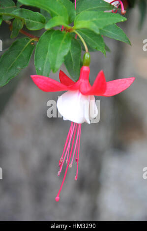 Every day flowers and plants in sunlight Stock Photo