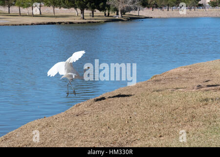 egret landing on shoreline Stock Photo