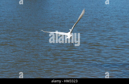 egret flying over water Stock Photo