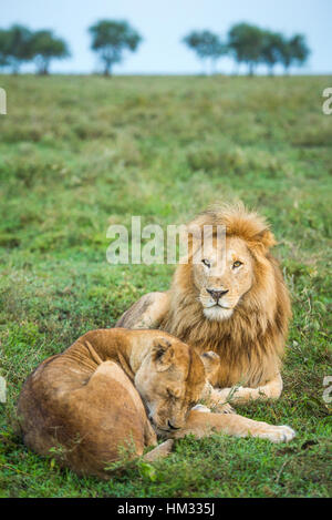 Pair of African mating lions relaxing in the grass of the Serengeti ...