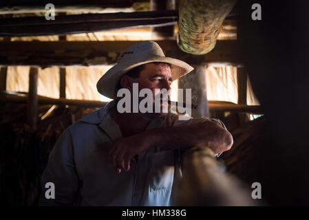 Cuban tobacco farmer smokes cigar in drying barn, looking out at crops Stock Photo