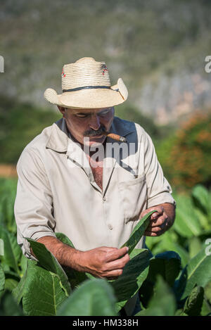 Handsome Cuban tobacco farmer smoking a cigar and inspecting his crops on his farm in Vinales valley, Cuba Stock Photo