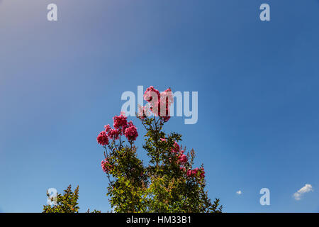 Deep pink Crepe Myrtle flowers against bright blue sky Stock Photo