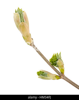 sprouted branch isolated on white Stock Photo