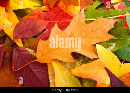 background autumnal with multicolored leaves Stock Photo