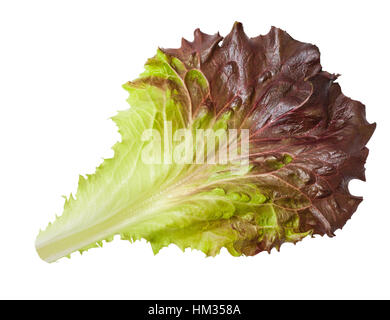 Lettuce leaf  isolated on white Stock Photo