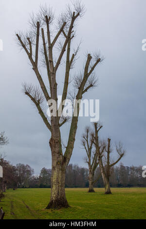 New growth on pruned / pollarded Lime trees - France Stock Photo - Alamy