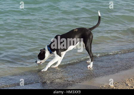 Cute and curious black and white pit bullterrier and labrador retriever mutt looking into the water at the shore of a dog park retention pond beach Stock Photo