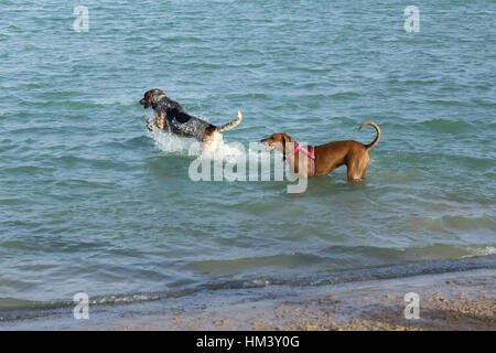 Hound dog leaping and splashing in the water with her mutt pal, a Rhodesian Ridgeback mix, standing behind her. Stock Photo