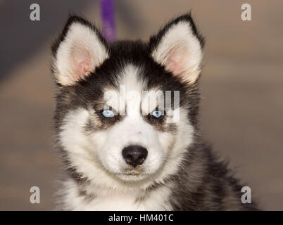 Siberian Husky Puppy With Blue Eyes. 8 Weeks Old Female Headshot. Stock Photo
