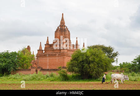 Ox cart ploughing the furrow in Bagan, Myanmar Stock Photo