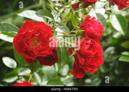 Red miniture Rose Stock Photo