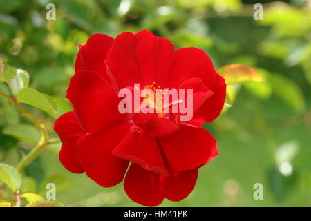 Red miniture Rose Stock Photo