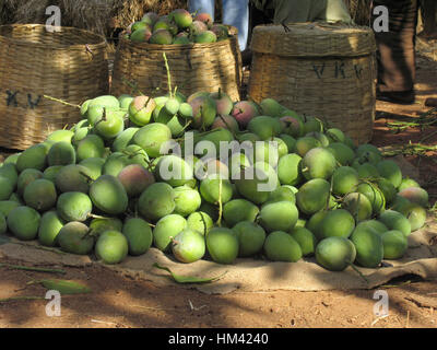 Heaps of raw mangoes in baskets and on floor. Stock Photo