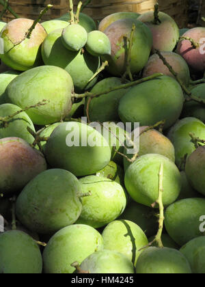 Heaps of raw mangoes on floor. Stock Photo