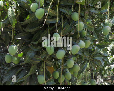 Green mangoes hanging on tree Stock Photo