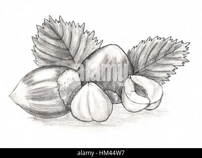 Nut - hazelnut. Hand drawn sketch pencil fruits. The whole fruit. Open nut. Leaves. For packaging design, illustrations for books, flyers, banners Stock Photo