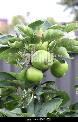 Fresh Green Apples on dwarf apple  tree branch Stock Photo