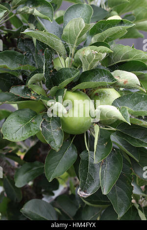 Fresh Green Apples on dwarf apple  tree branch Stock Photo