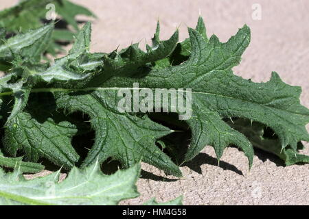 Close-up of winged stem and leaf bases of Cirsium vulgare - Spear Thistle Stock Photo