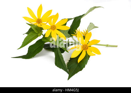 Jerusalem artichoke flowers (topinambur) isolated on white Stock Photo