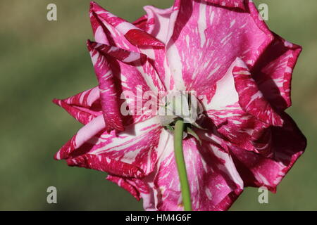 Close up of Candy Stripe Hybrid Tea rose in full bloom - back view isolated against green background Stock Photo