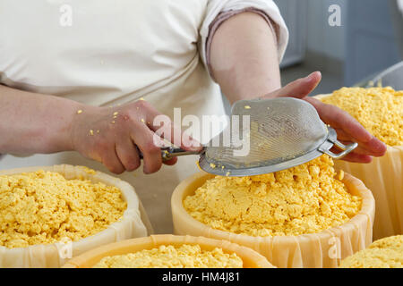 Production of mimolette cheese. Stock Photo