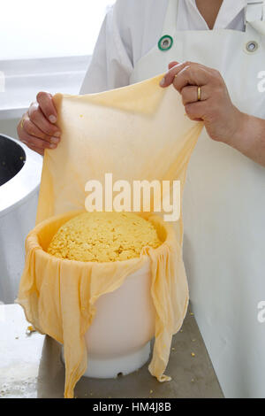 Production of mimolette cheese. Stock Photo