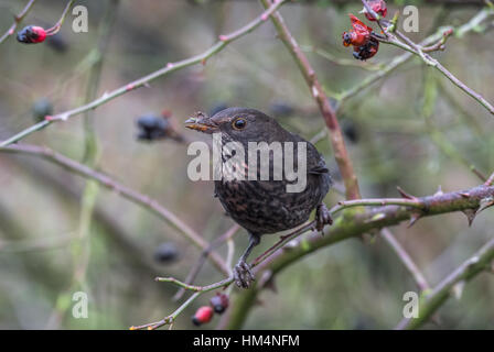 Female blackbird eating ripe dog rose berries or rose hips Stock Photo