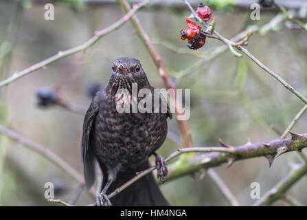 Female blackbird eating ripe dog rose berries or rose hips Stock Photo