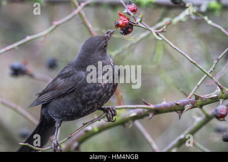 Female blackbird eating ripe dog rose berries or rose hips Stock Photo