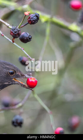 Female blackbird eating ripe dog rose berries or rose hips Stock Photo