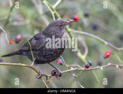 Female blackbird eating ripe dog rose berries or rose hips Stock Photo