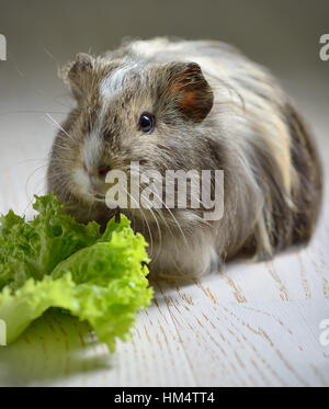 brown guinea pig and salad leaf Stock Photo