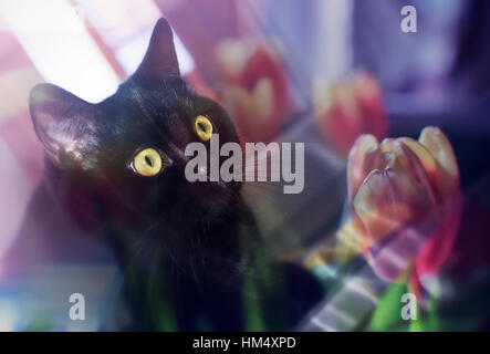 Black cat with red tulips on window Stock Photo