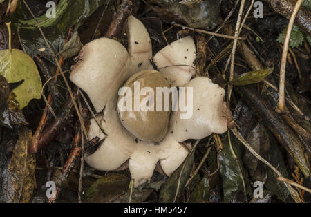 Fringed earthstar, Geastrum fimbriatum developing, in light woodland; Radnorshire, Wales. Stock Photo