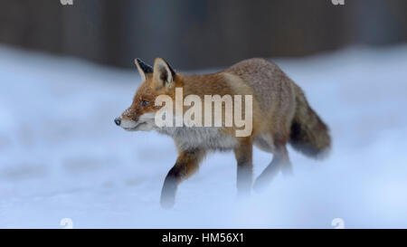 Red fox (Vulpes vulpes), running on snow, Bohemian Forest, Czech Republic Stock Photo