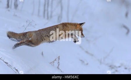 Red fox (Vulpes vulpes), hunting, jumping in the snow, Bohemian Forest, Czech Republic Stock Photo