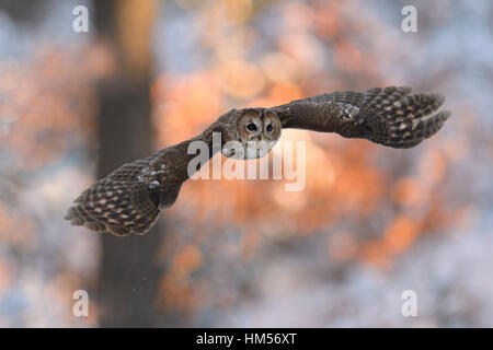 Tawny owl (Strix aluco) flying in winter at sunset, Bohemian Forest, Czech Republic Stock Photo