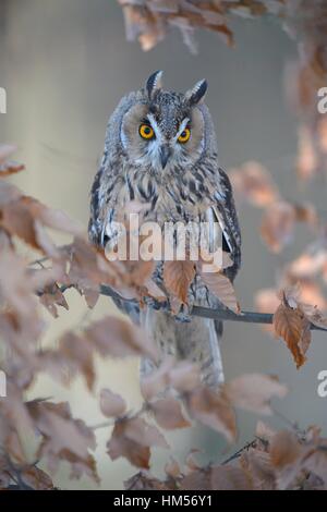 Long-eared owl (Asio otus) sitting on autumn coloured beech branch, Bohemian Forest, Czech Republic Stock Photo