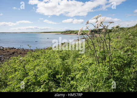 Headland overlooking Sugar Sands, near Boulmer, Northumberland Stock Photo