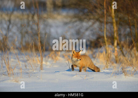 Red fox (Vulpes vulpes) walking through deep snow, countryside, Bohemian Forest, Czech Republic Stock Photo