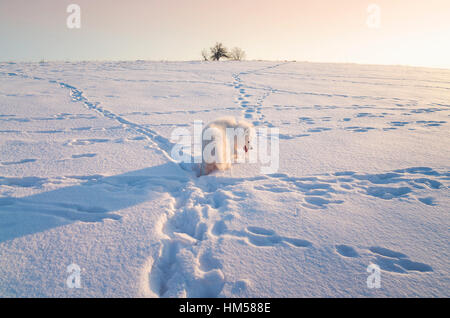 Samoyed dog on snowy field on a sunny day Stock Photo