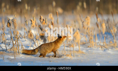 Red fox (Vulpes vulpes) in the snow on a frozen lake, sniffing the seed pods of a reed, Bohemian Forest, Czech Republic Stock Photo