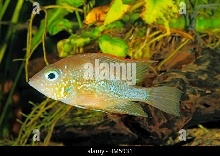 Mexican gold cichlid (Thorichthys aureus) - female Stock Photo
