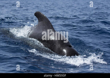 Long-finned pilot whale (Globicephala melas) surfacing, whale watching, Tenerife, Spain Stock Photo